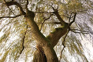 原木，树木，被吞食，部落，落叶树，树叶，木材，自然