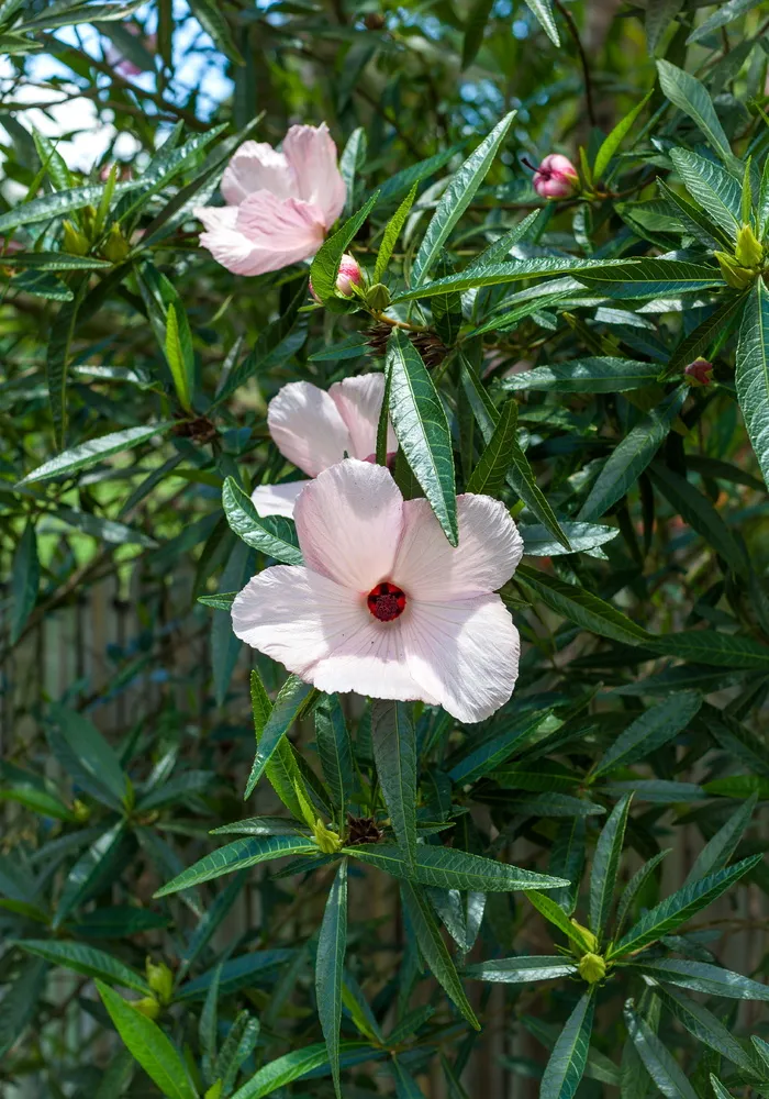花卉，芙蓉，月季，夏威夷芙蓉，粉红芙蓉，热带花园，汤斯维尔地区，花卉