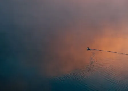 鸭子，身体，水，剪影，漂浮，平静，动物，海洋