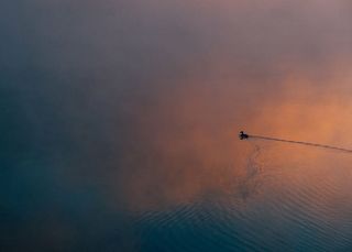 鸭子，身体，水，剪影，漂浮，平静，动物，海洋