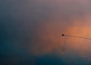 鸭子，身体，水，剪影，漂浮，平静，动物，海洋