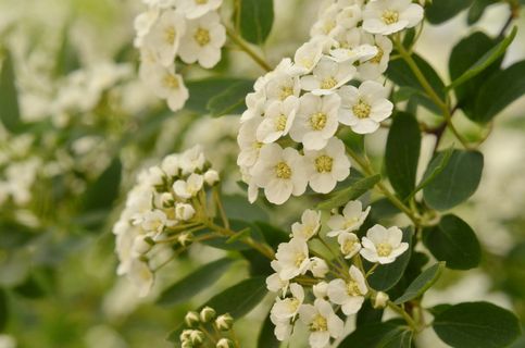 白色，花，山楂，花园，开花，夏季，植物群，山楂树jednosemenný