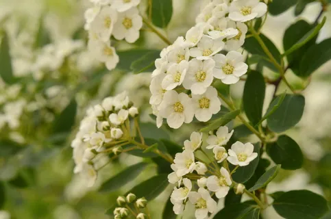 白色,花,山楂,花园,开花,夏季,植物群,山楂树jednosemenný 白色,花,山楂,花园,开花,夏季,植物群,山楂树jednosemenný