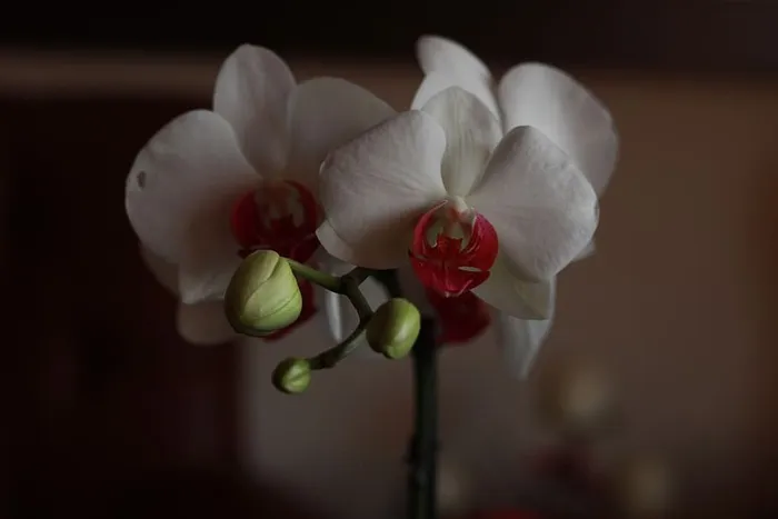 花，植物，花，植物，花瓣，开花植物，自然之美，新鲜