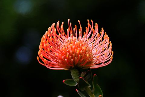 照片，绘画，像素，花朵，照片绘画，像素绘画，橙色，尖刺