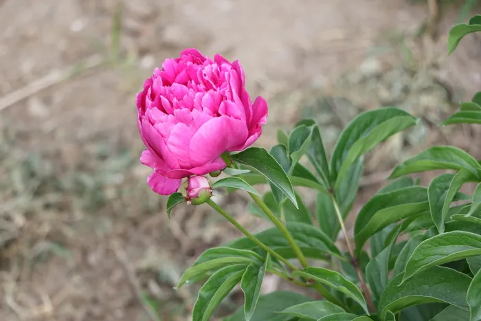 中国，草本，牡丹，花，粉红色，中国草本牡丹，自然，植物