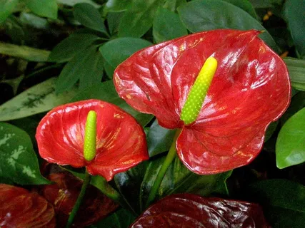 红掌花 红掌花