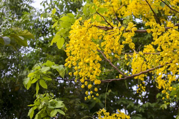 桂皮瘘管、金莲树、官方花卉喀拉拉邦、印度、黄色、植物、生长、大自然之美