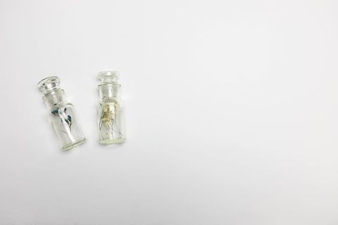 瓶子，罐子，植物，最小平铺，瓶子，年份，平铺，白色