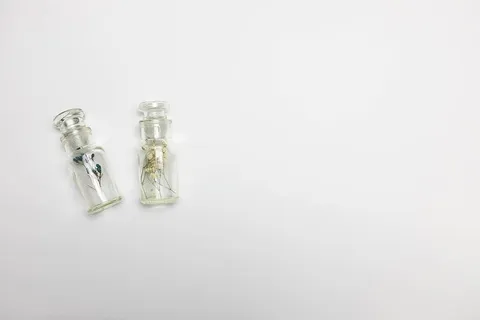 瓶子，罐子，植物，最小平铺，瓶子，年份，平铺，白色