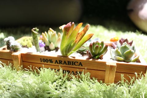 肉质的、植物的、阳光的、绿色的、绿色的、新鲜的、没有人的、文字的 肉质的、植物的、阳光的、绿色的、绿色的、新鲜的、没有人的、文字的