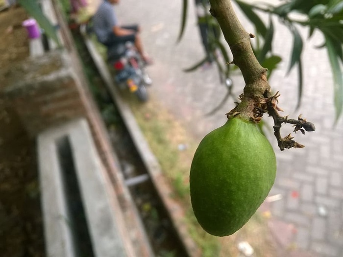 芒果、水果、绿色、新鲜、食品和饮料、食品、健康饮食、绿色