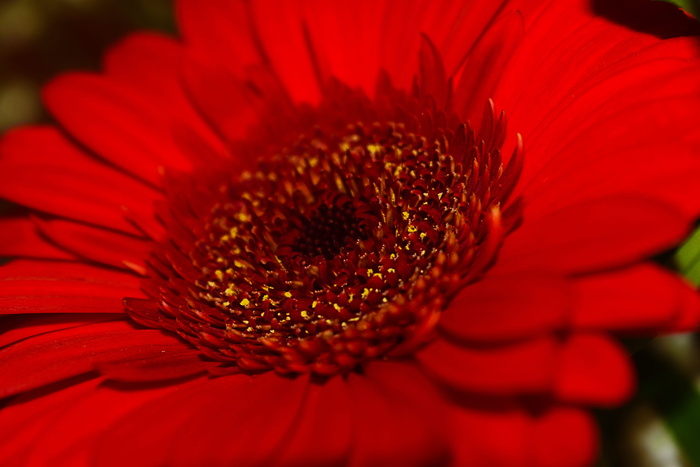 特写，自然，花朵，美丽，宏观，花朵，红色，夏天