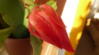 开花，开花，仙人掌，植物学，特写，红色，植物，新鲜度