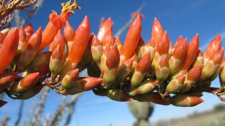 沙漠开花，奥科蒂洛，自然，图森，亚利桑那州，索诺兰沙漠，奇瓦瓦沙漠，天空