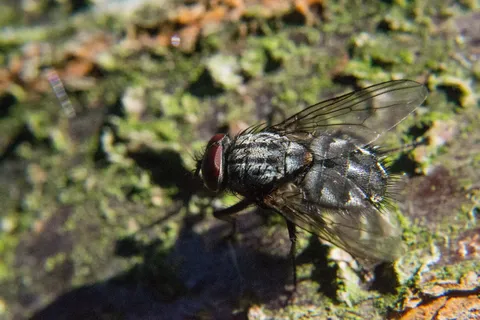 苍蝇、昆虫、近距离、复眼、动物主题、无脊椎动物、动物、野生动物 苍蝇、昆虫、近距离、复眼、动物主题、无脊椎动物、动物、野生动物