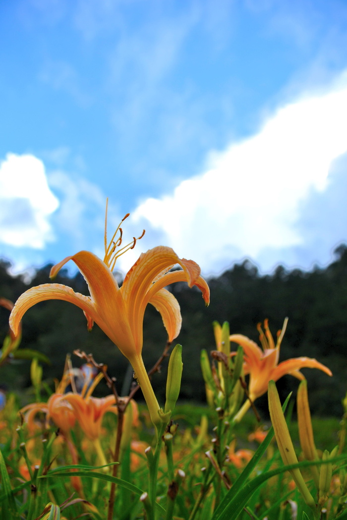 虎百合花，花，植物，橙色，开花植物，自然之美，生长，花瓣