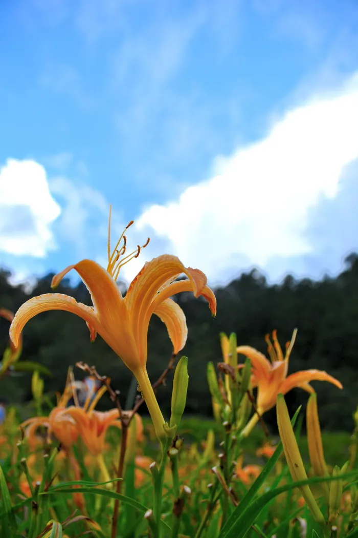 虎百合花，花，植物，橙色，开花植物，自然之美，生长，花瓣