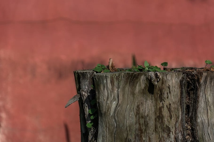 树桩、木材、植物、自然、生命、生物学、生态系统、树木