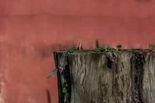 树桩、木材、植物、自然、生命、生物学、生态系统、树木