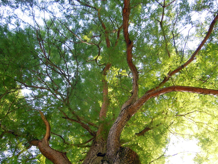树梢、树冠、树木、树叶、植物、生长、低角度视图、自然美