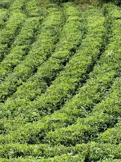 印度,kannan devan hills,摄影点,生长,土地,绿色,作物,农业 印度,kannan devan hills,摄影点,生长,土地,绿色,作物,农业