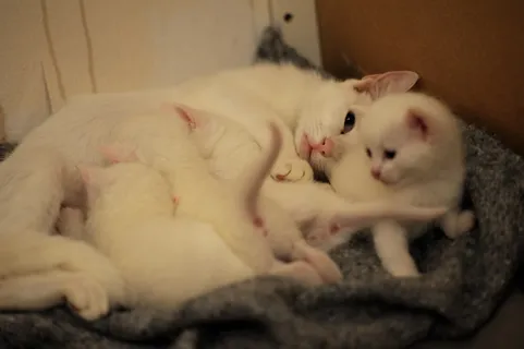 小猫、白猫、母乳喂养、家庭、延续、生命、母乳喂养、哺乳动物 小猫、白猫、母乳喂养、家庭、延续、生命、母乳喂养、哺乳动物