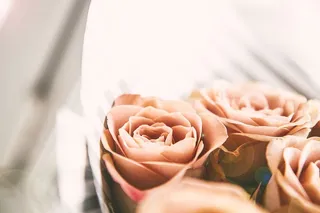 玫瑰，粉色，花朵，花朵，自然，爱情，浪漫，浪漫