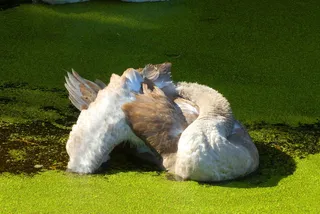 小天鹅，沟渠，羽绒，清洁，自然，天鹅，洗涤，翅膀