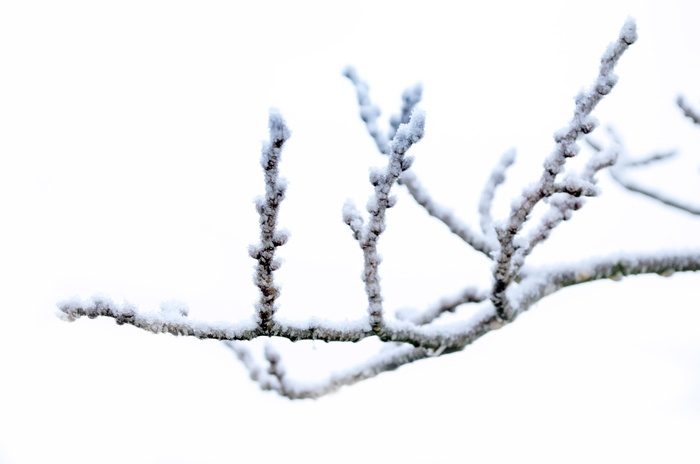 冰、有盖、树枝、冬季、霜冻、雪、自然、宏观