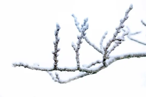 冰、有盖、树枝、冬季、霜冻、雪、自然、宏观 冰、有盖、树枝、冬季、霜冻、雪、自然、宏观