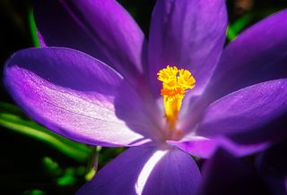 花，自然，植物，花园，叶子，花，花瓣，花