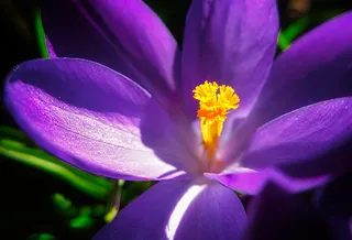 花，自然，植物，花园，叶子，花，花瓣，花