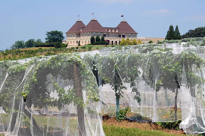 绿色、叶子、树木、白色、棕色、房屋、葡萄园、葡萄酒厂