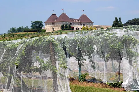 绿色、叶子、树木、白色、棕色、房屋、葡萄园、葡萄酒厂