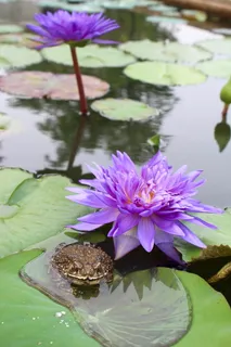 睡莲,紫色,开花,开花,开花,池塘,水生植物,花 睡莲,紫色,开花,开花,开花,池塘,水生植物,花