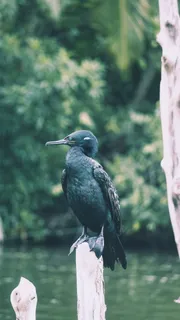 绿黑鸟栖息在树枝选择性聚焦摄影上 绿黑鸟栖息在树枝选择性聚焦摄影上