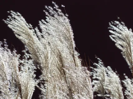 芒,芒,芒属植物,芒,背光源,甘草,禾本科,银泉,竹草编辑此页面 芒,芒,芒属植物,芒,背光源,甘草,禾本科,银泉,竹草编辑此页面