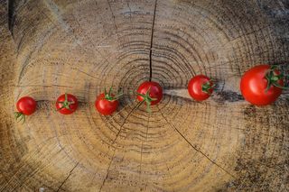 番茄、膨化、红色、膨化、grandir、牛角面包、蜡、生长