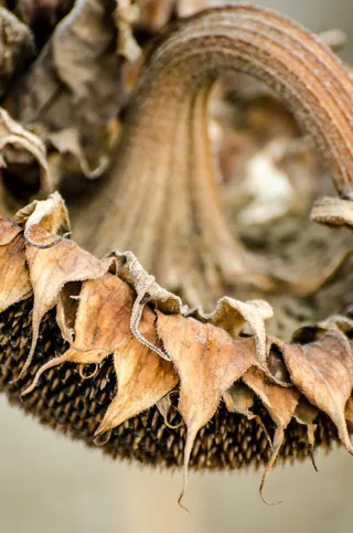 向日葵，秋天，收获季节，棕色，皱褶，中性，颜色，秋天