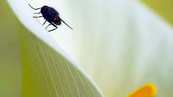 苍蝇、宏、礼来、植物、花卉、昆虫、无脊椎动物、野生动物