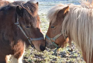 小马，设得兰群岛小马，马，小马壁虎魅力，共谋，哺乳动物，鬃毛，动物