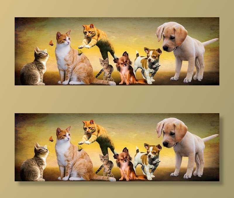 白色，棕色，猫，狗插图，动物，狗，猫，玩