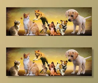 白色，棕色，猫，狗插图，动物，狗，猫，玩