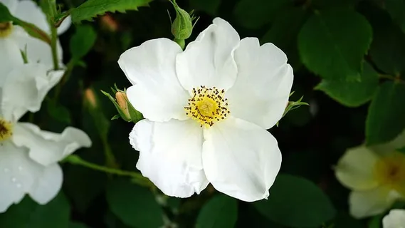 大自然,花朵,花园,花瓣,美丽,盛开,盛开,盛开 大自然,花朵,花园,花瓣,美丽,盛开,盛开,盛开