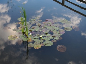 睡莲、泻湖、倒影、植物、水、自然之美、花、湖