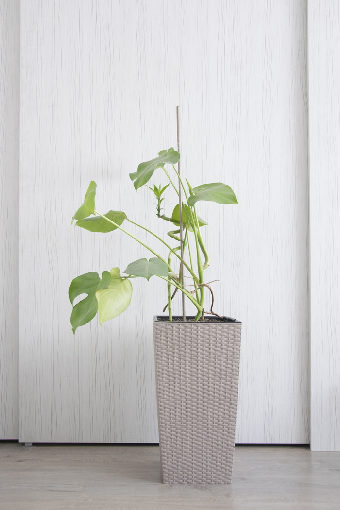 philodendron，叶，花，最小值，房间，斯堪的纳维亚，植物部分，植物