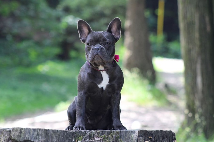 法国斗牛犬，狗，斗牛犬，动物，一种动物，哺乳动物，动物主题，狗