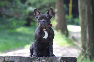 法国斗牛犬，狗，斗牛犬，动物，一种动物，哺乳动物，动物主题，狗