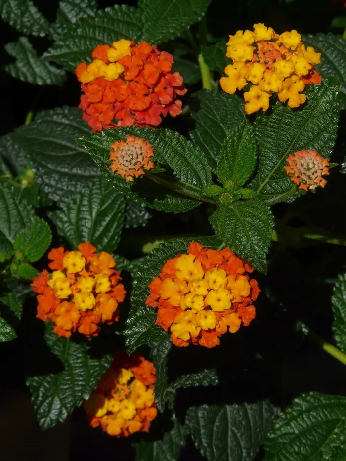 马缨丹，马缨丹，观赏植物，黄色，花朵，花朵，花朵，马鞭草温室